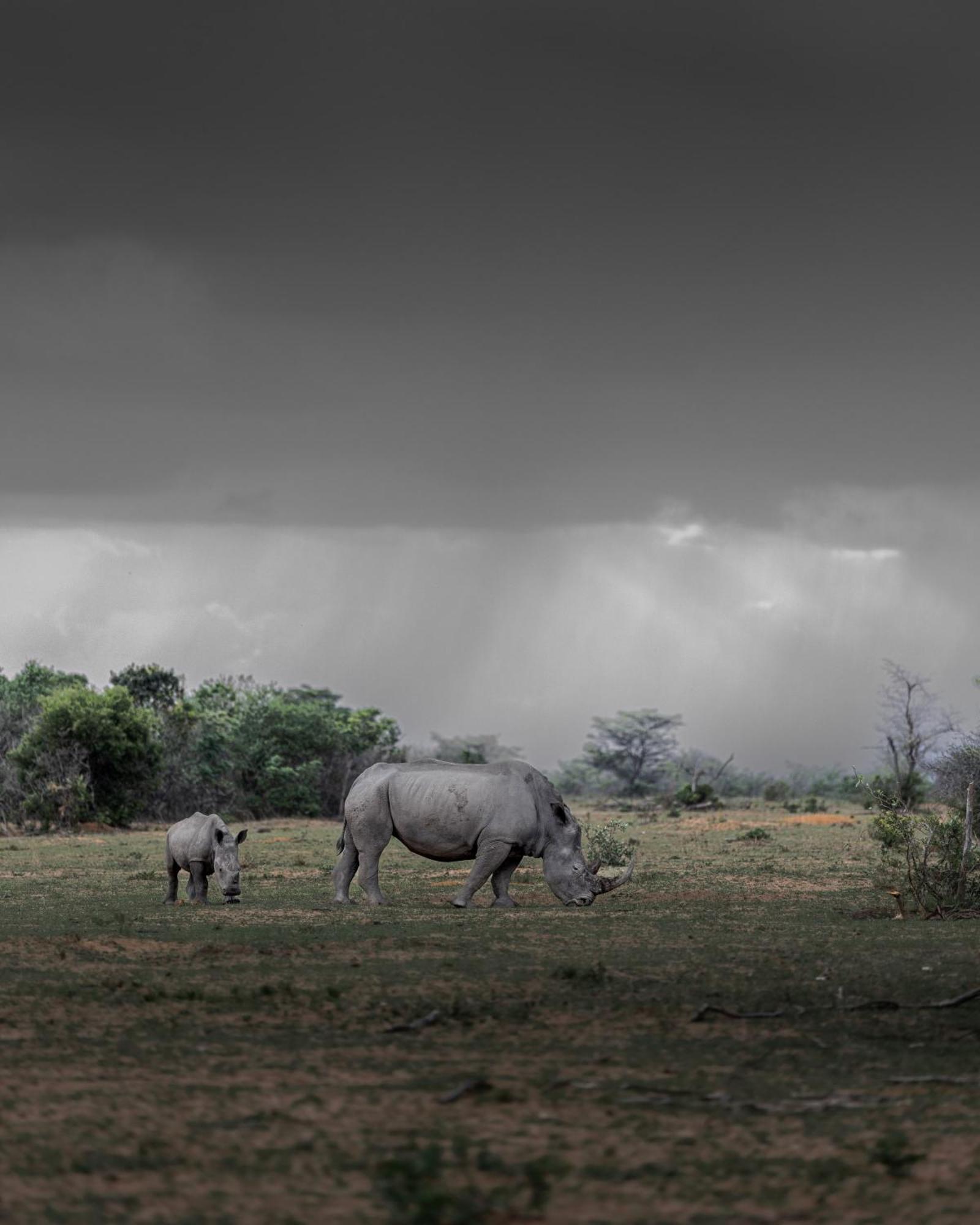 Sediba Luxury Safari Lodge Заповедник Велгевонден Экстерьер фото
