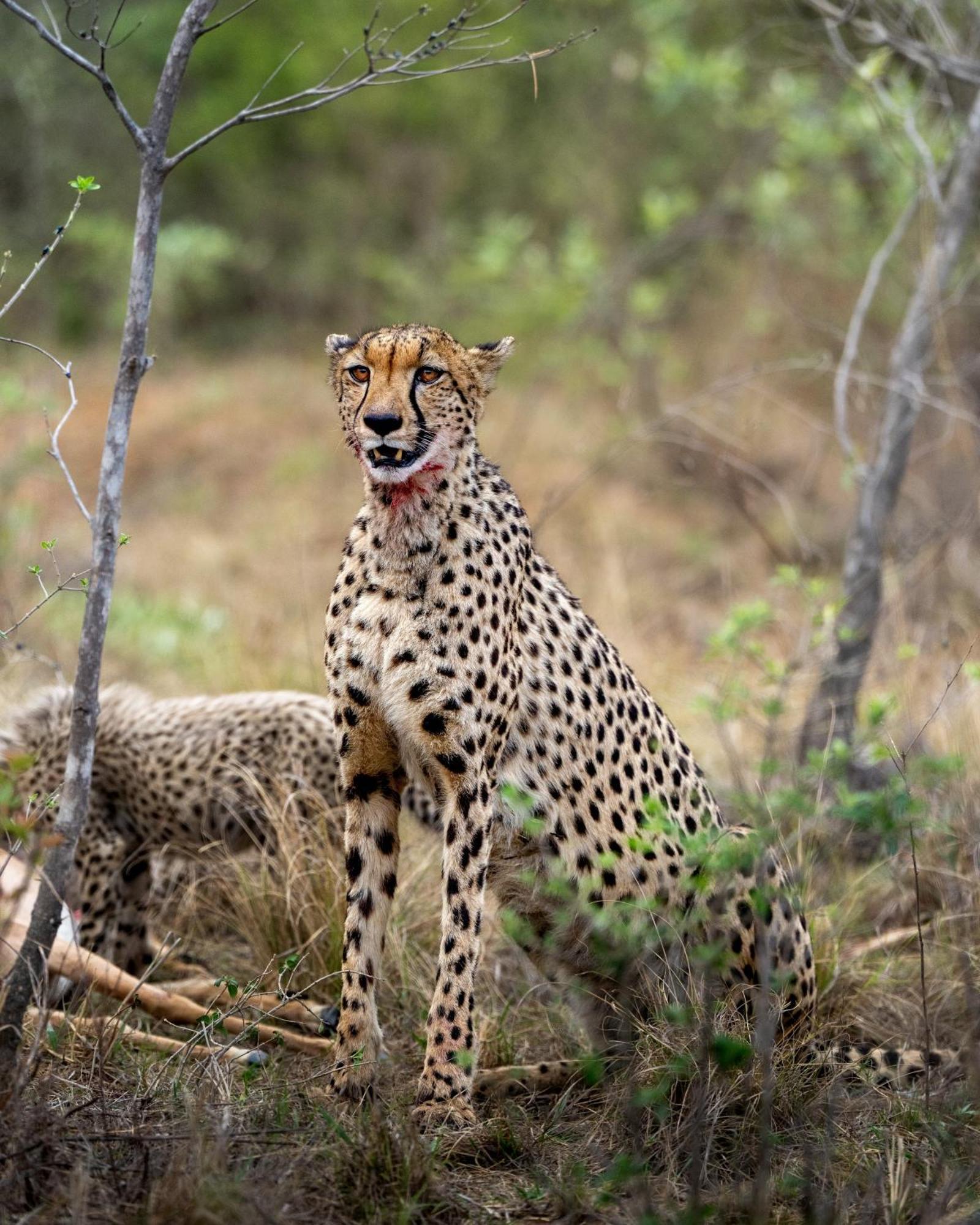 Sediba Luxury Safari Lodge Заповедник Велгевонден Экстерьер фото